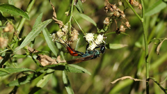 Chlorion hemipyrrhum