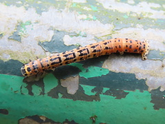 Epobeidia tigrata tigrata