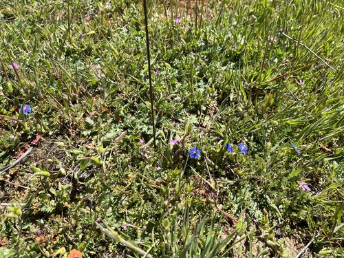 iNaturalist observation photo of Blue Scarlet Pimpernel