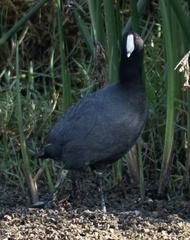Fulica americana image