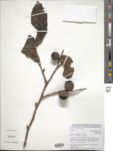 Walking-Stick Ebony (Diospyros monbuttensis)