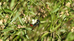 Chlorion hemipyrrhum