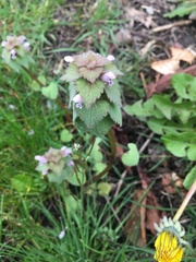Lamium purpureum