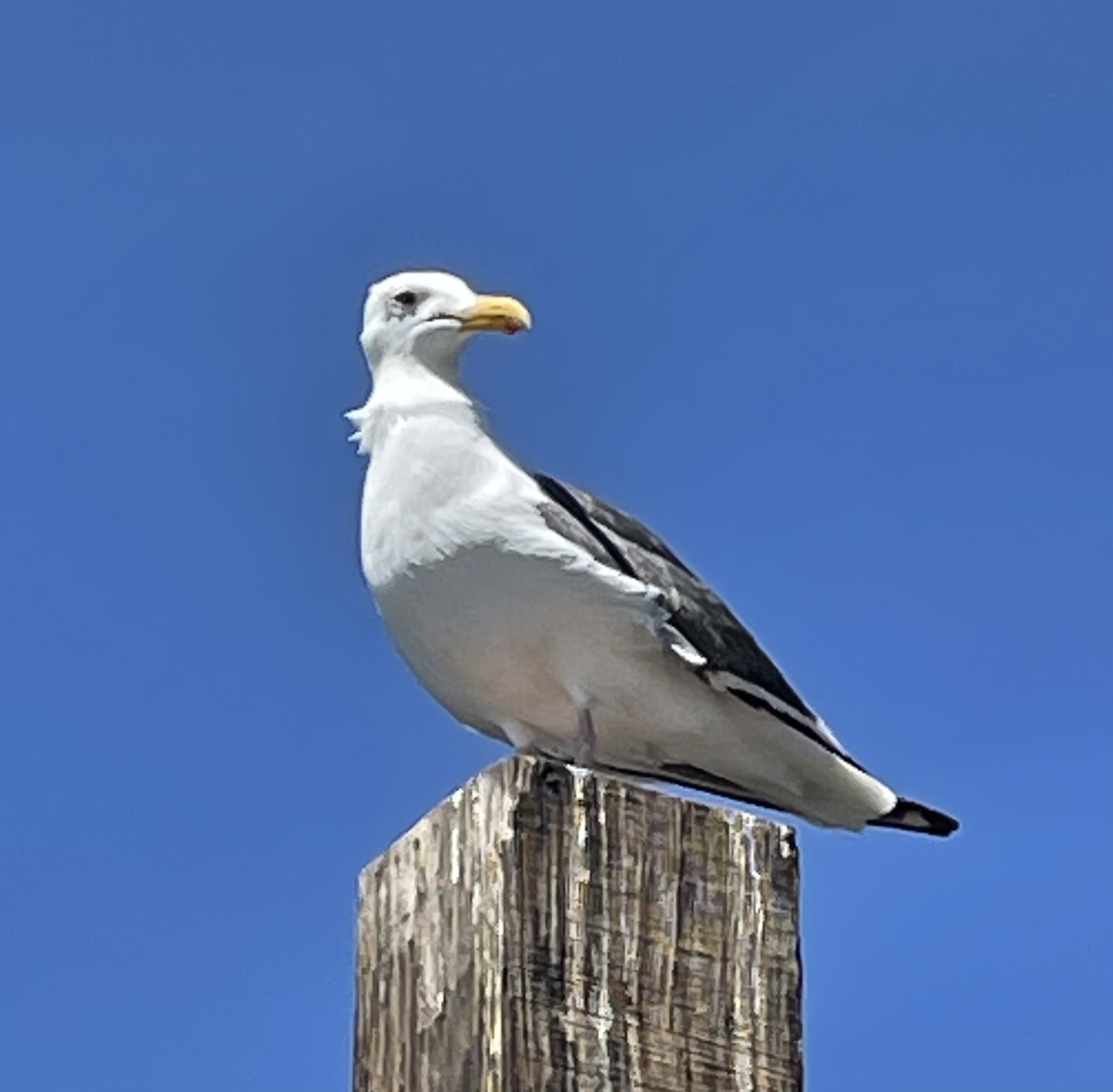 Western Gull