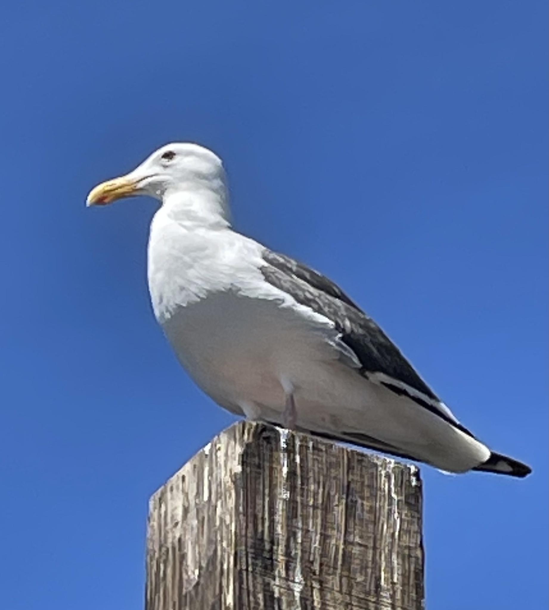 Western Gull
