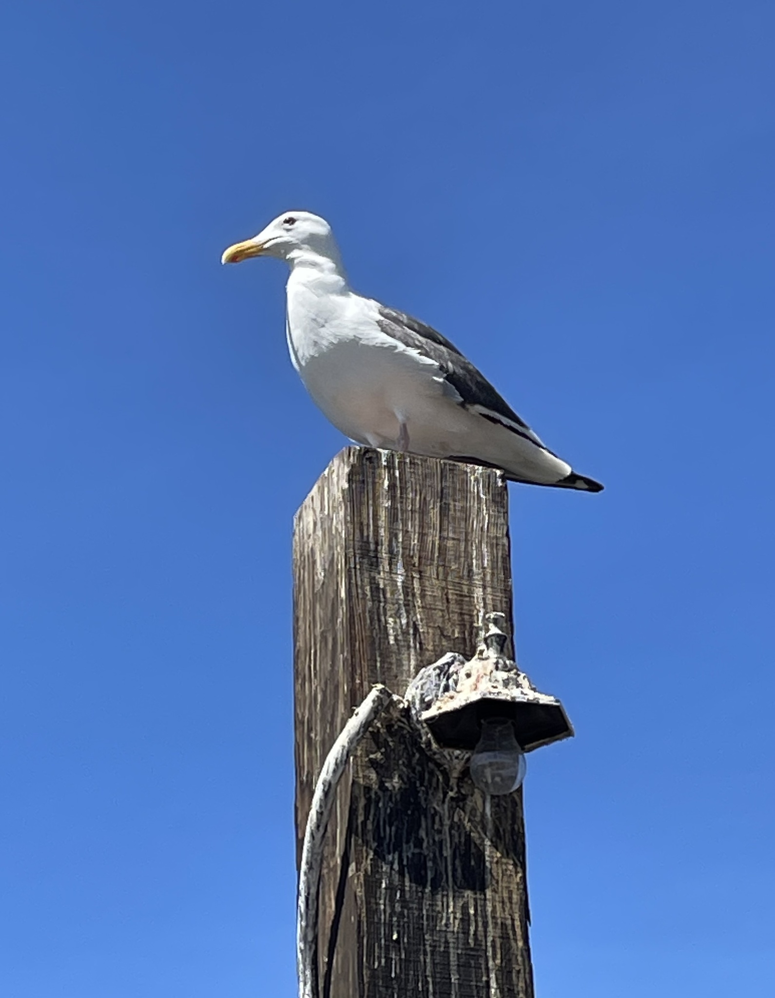 Western Gull