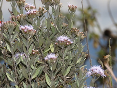 Cronquistianthus ferreyrii