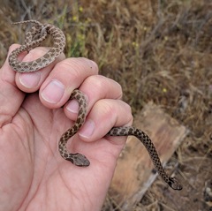 Hypsiglena ochrorhynchus klauberi