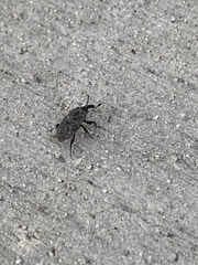 Sphenophorus inaequalis