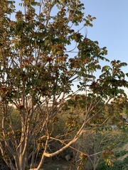 Ailanthus altissima