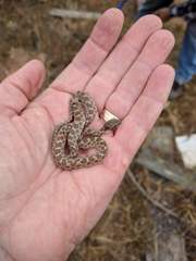 Hypsiglena ochrorhynchus klauberi