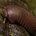 Southeast Asian Pill Millipedes - Photo (c) danolsen, some rights reserved (CC BY-NC)