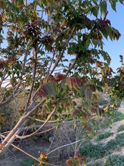 Ailanthus altissima