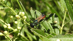 Chlorion hemipyrrhum