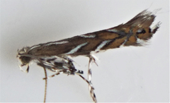 Parectopa pennsylvaniella