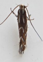 Parectopa pennsylvaniella