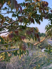 Ailanthus altissima