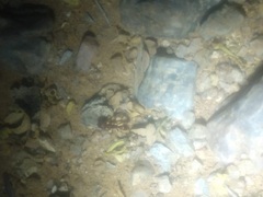 Tetramorium tortuosum