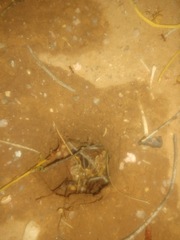 Tetramorium tortuosum