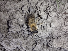 Andrena nitida