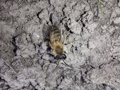 Andrena nitida