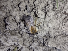Andrena nitida