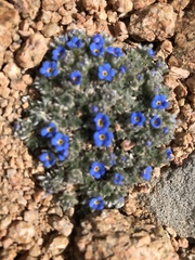 Eritrichium argenteum