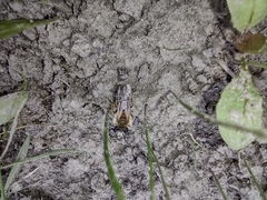 Andrena nitida