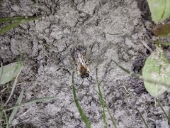 Andrena nitida
