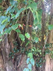 Halleria lucida