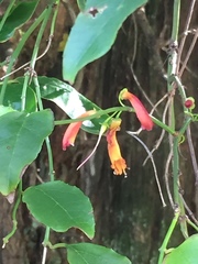 Halleria lucida