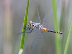 Brachydiplax denticauda