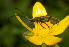 Brachysomida californica