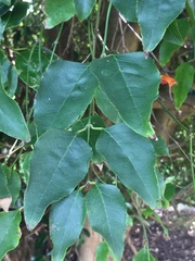 Halleria lucida