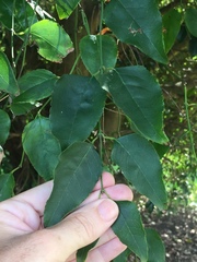 Halleria lucida