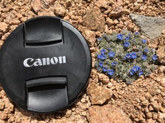 Eritrichium argenteum