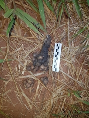 Chrysocyon brachyurus