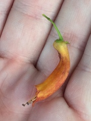 Halleria lucida