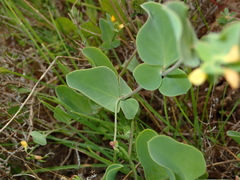 Coronilla scorpioides