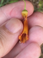 Halleria lucida