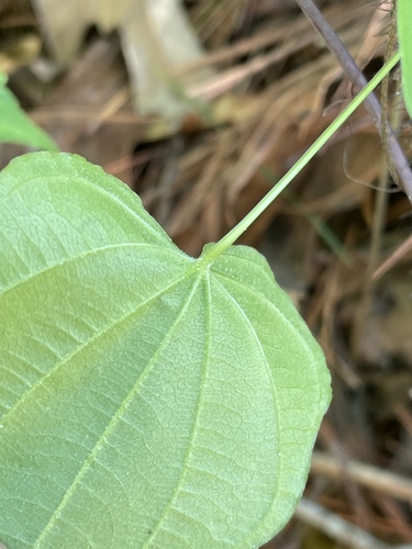 Dioscoreaceae image