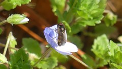Syrphidae