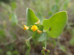 Coronilla scorpioides