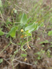 Coronilla scorpioides