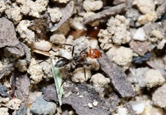 Iridomyrmex rubriceps