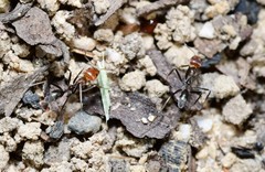 Iridomyrmex rubriceps
