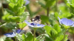 Syrphidae