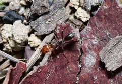 Iridomyrmex rubriceps