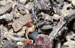 Iridomyrmex rubriceps