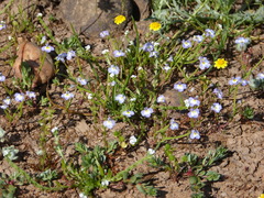 Downingia ornatissima